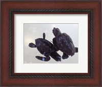Framed Baby Sea Turtles