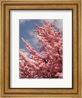 Framed Cherry Blossoms