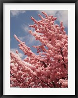 Framed Cherry Blossoms