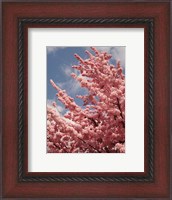 Framed Cherry Blossoms