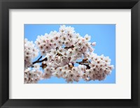 Framed Cherry Blossoms