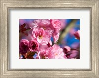 Framed Flowering Cherry Blossoms