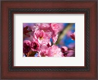 Framed Flowering Cherry Blossoms
