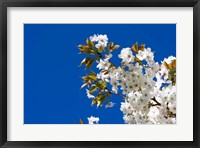 Framed Japanese Cherry Blossom