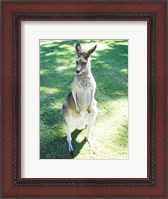 Framed Kangaroo In Field