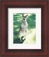 Framed Kangaroo In Field
