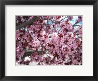 Framed Pink Cherry Blossoms