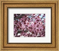 Framed Pink Cherry Blossoms