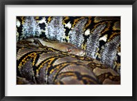 Framed Reticulated Python