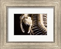 Framed Snake Skeleton