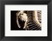 Framed Snake Skeleton