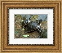Framed Three Turtles