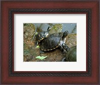 Framed Three Turtles