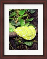 Framed Green Tree Python