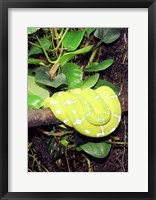 Framed Green Tree Python