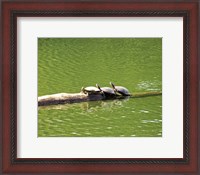 Framed Turtle Family