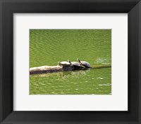 Framed Turtle Family