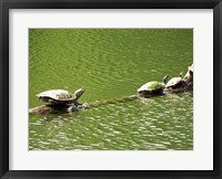 Framed Turtles Swimming
