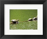 Framed Turtles Swimming