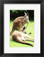 Framed Two Kangaroos