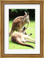 Framed Two Kangaroos