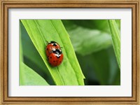 Framed Two Ladybugs