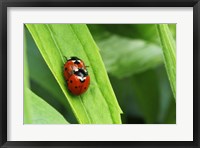 Framed Two Ladybugs