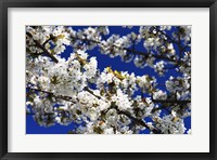 Framed White Cherry Blossom Branches