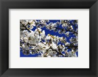 Framed White Cherry Blossom Branches