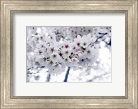 Framed White Cherry Blossoms photo