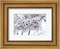 Framed White Cherry Blossoms photo