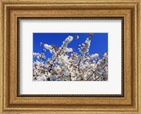 Framed White Cherry Blossom Bloom