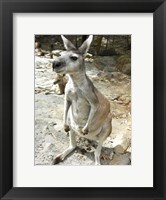 Framed Kangaroo at the Zoo