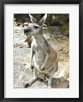 Framed Kangaroo at the Zoo