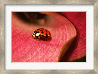 Framed Ladybug On Leaves