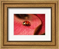 Framed Ladybug On Leaves