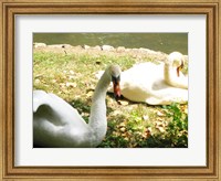 Framed Swans by the Lake