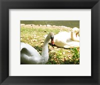 Framed Swans by the Lake