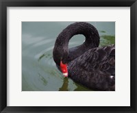 Framed Black Swan