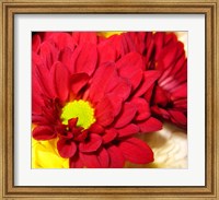 Framed Chrysanthemum