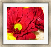 Framed Chrysanthemum
