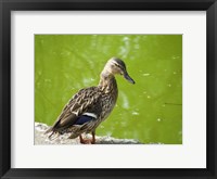 Framed Duck
