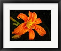 Framed Orange Tiger Lily