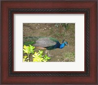 Framed Peacock