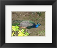 Framed Peacock