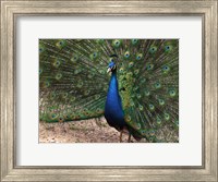 Framed Peacock Showing off Its Feathers