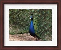 Framed Peacock Showing off Its Feathers