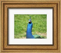 Framed Peacock Closeup of Head