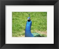 Framed Peacock Closeup of Head