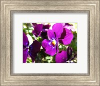 Framed Purple Pansy